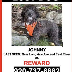 Lost Dog Bialy