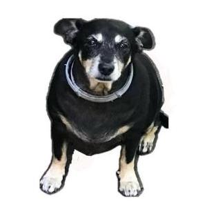 Lost Dog Pixie