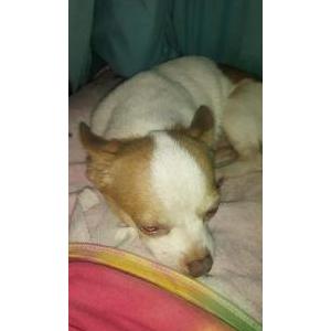 Lost Dog Lucky Alexander