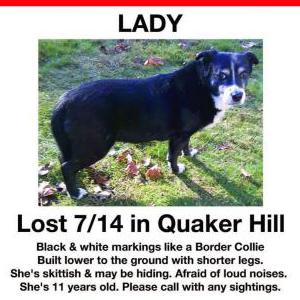 Lost Dog Lady