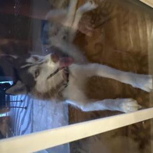 Found Dog No tag huskie
