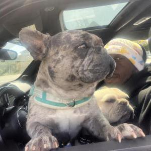 Lost Dog Louchnii