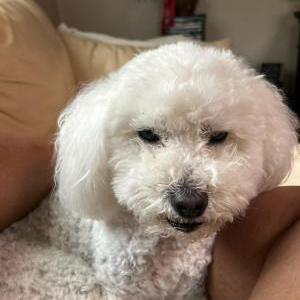 Lost Dog Chloe