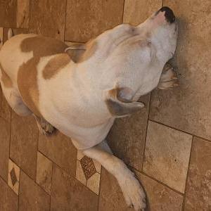 Image of Unknown, Found Dog