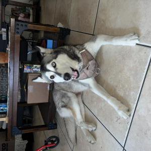 Lost Dog Luna
