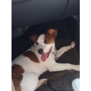 Lost Dog Jenny