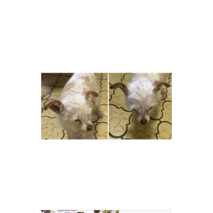 Found Dog Unknown