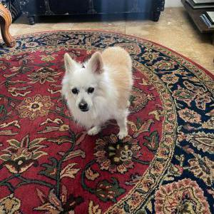 Lost Dog Buddy