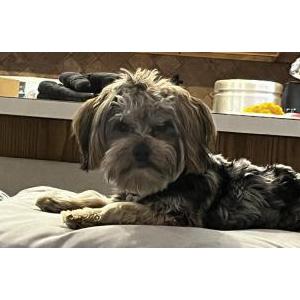 Lost Dog Asher/Ash