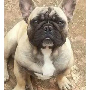 Lost Dog Bosco