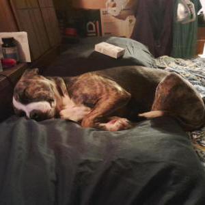 Lost Dog Lil Gurl Miller