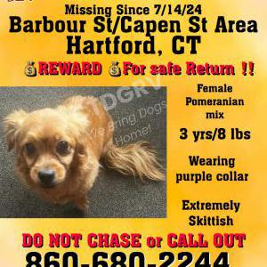 Lost Dog Khai