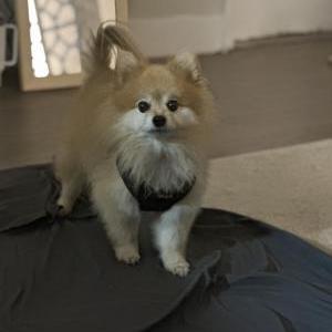 Lost Dog Hopi James