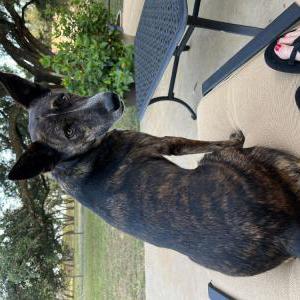 Found Dog Unknown