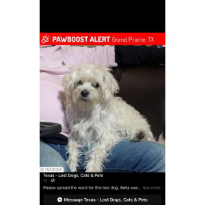 Lost Dog Bella
