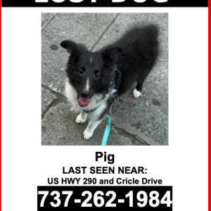 Lost Dog Pig