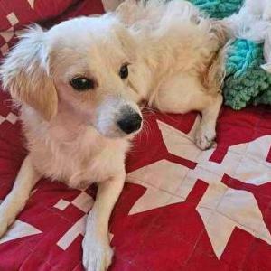 Lost Dog Fat Boy