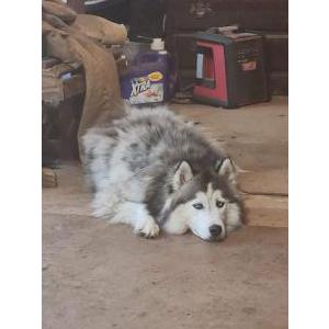 Lost Dog Emma