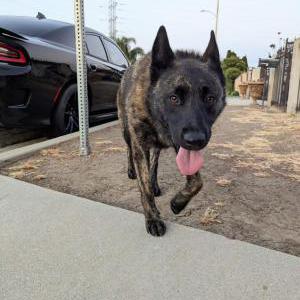 Found Dog Unknown