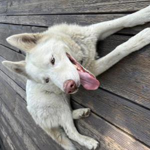 Found Dog Unknown