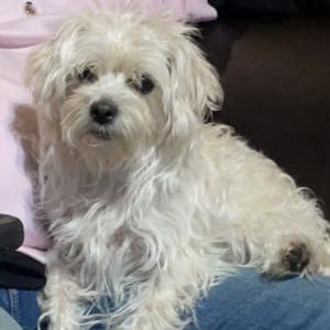 Lost Dog Bella