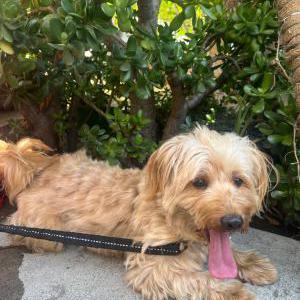 Found Dog Unknown
