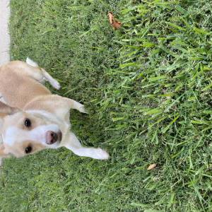 Found Dog Unsure