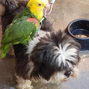 Lost Dog Marlin