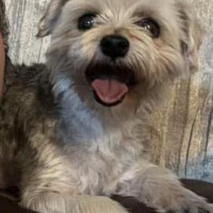 Lost Dog Allie