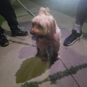 Lost Dog Unknown