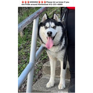 Lost Dog Pride