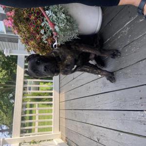 Lost Dog Kona