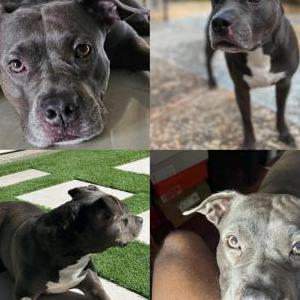 Lost Dog Zelda