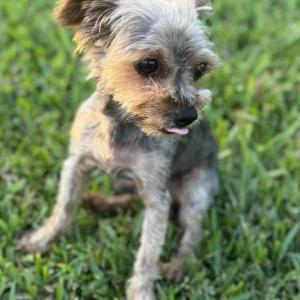 Lost Dog Benji
