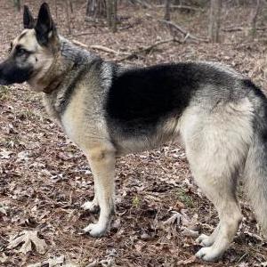 Lost Dog Abraham