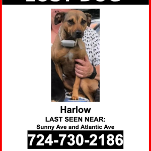 Lost Dog Harlow