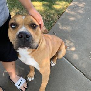 Found Dog unknown