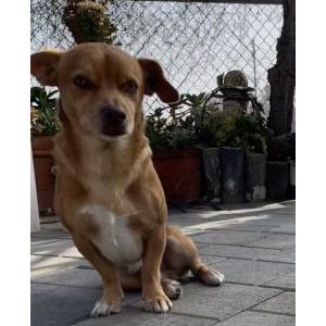 Lost Dog Braggie