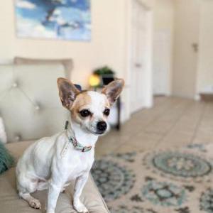 Lost Dog Angel