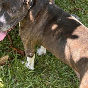 Found Dog Unknown