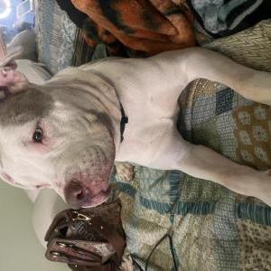 Lost Dog Luna