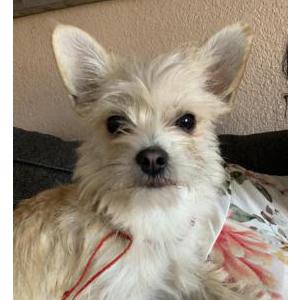 Lost Dog Bella