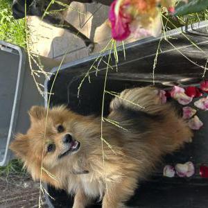 Lost Dog Toby