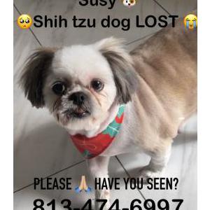 Lost Dog Susy (Shih Tzu 10 y)