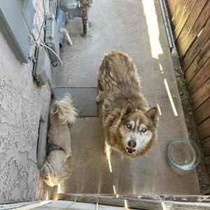 Found Dog Unknown
