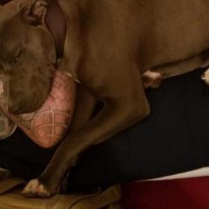 Lost Dog OD