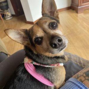 Lost Dog Toby