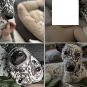 Lost Dog Bebe