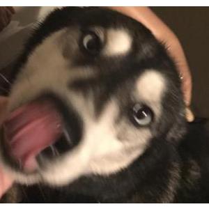 Lost Dog Sky