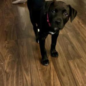 Image of Athena, Lost Dog